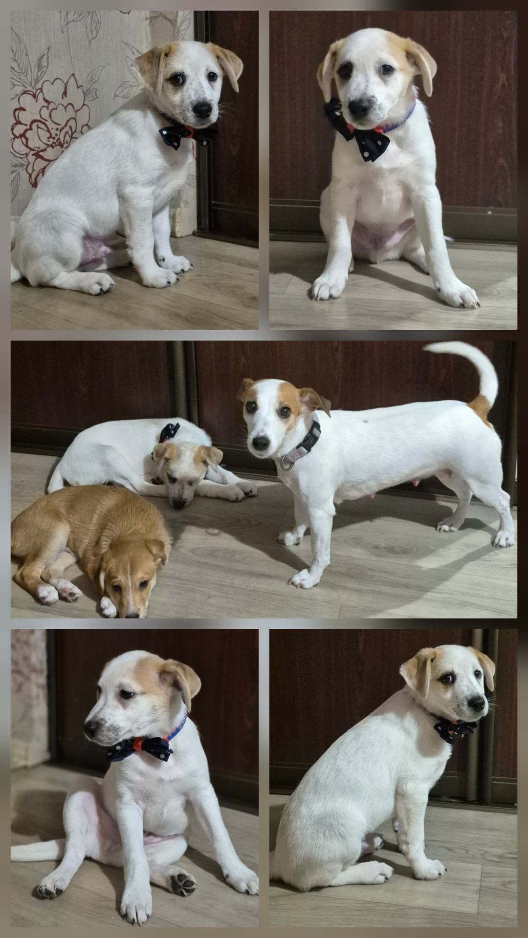 Цуценята метиси Джека Рассела