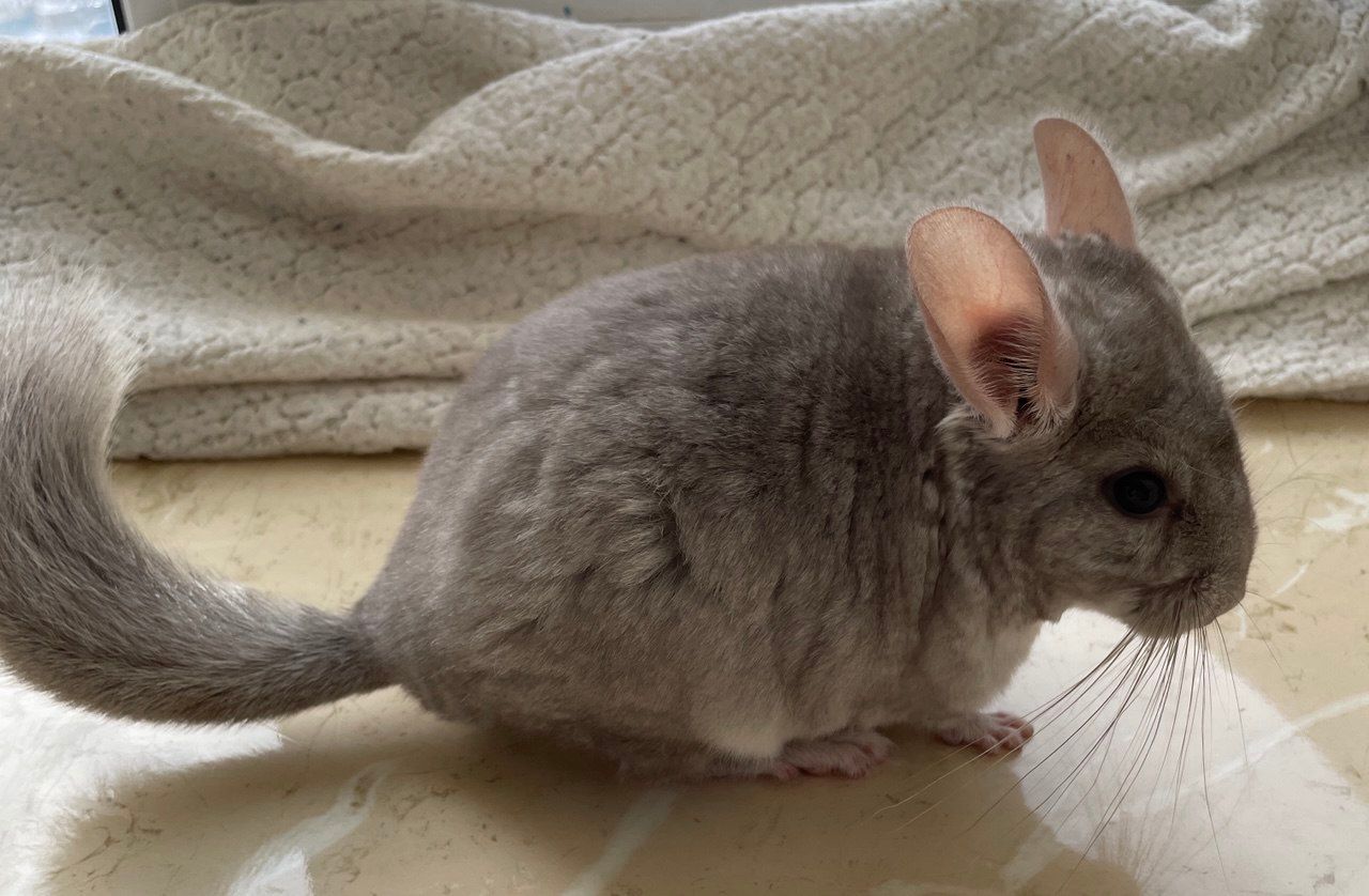 Шиншилка маленька