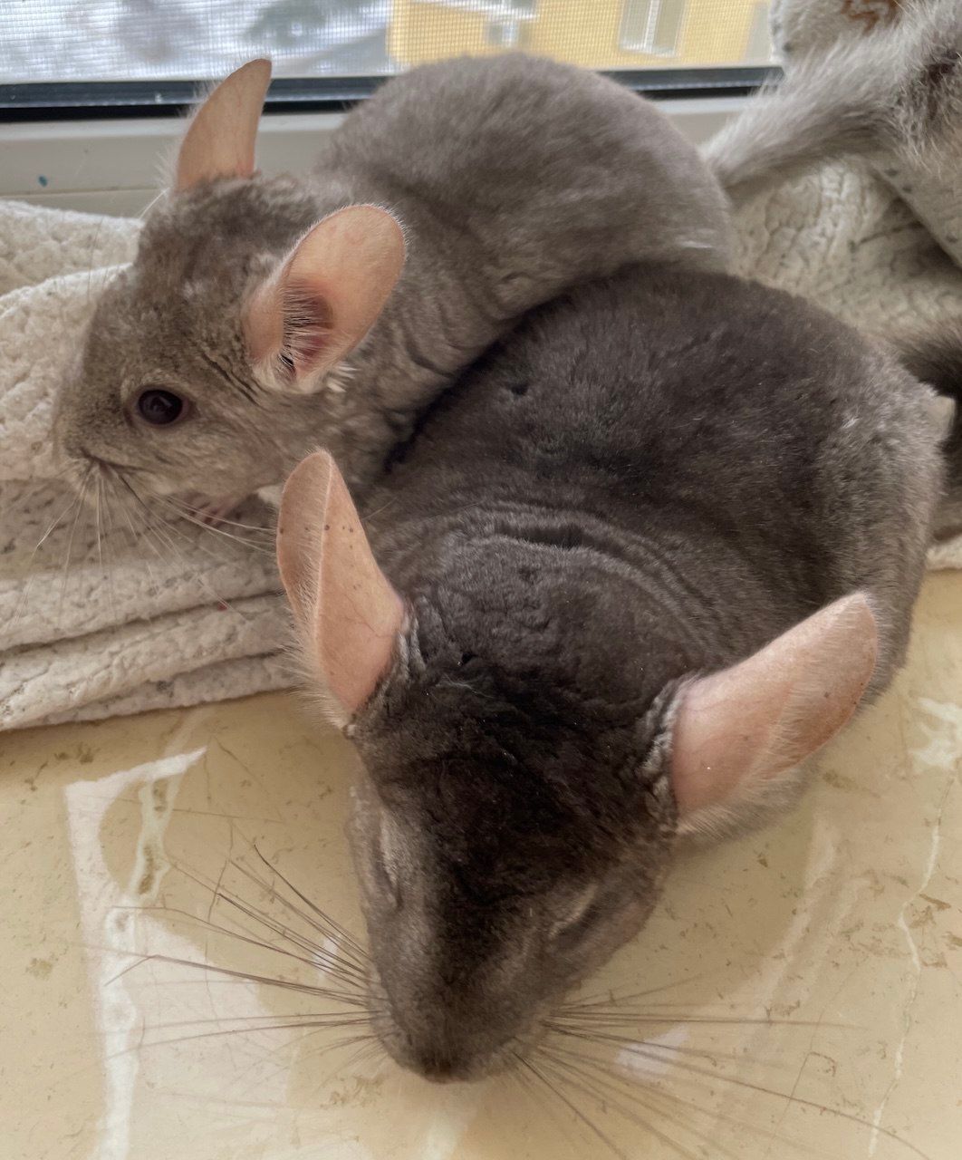 Шиншилка маленька