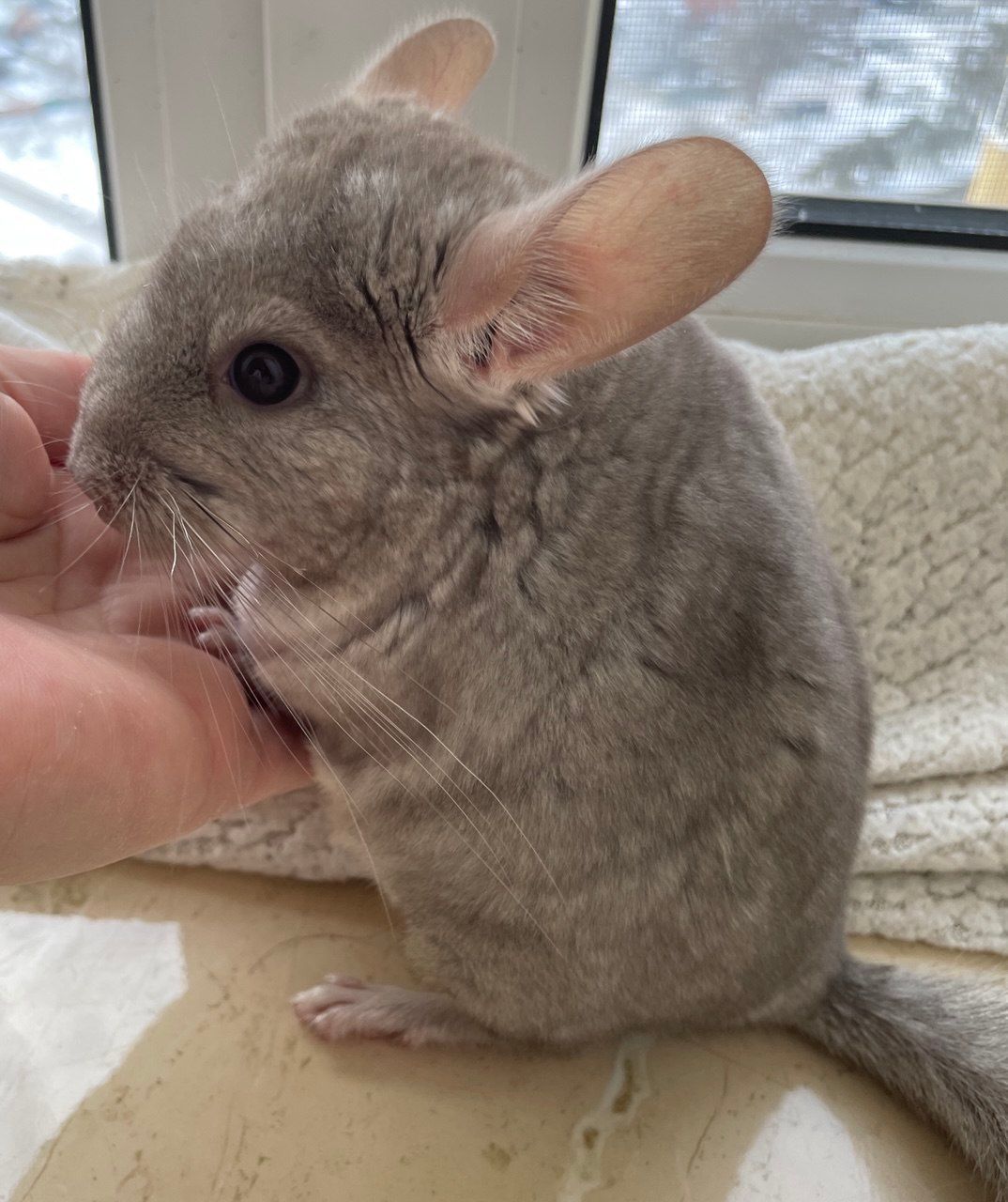 Шиншилка маленька