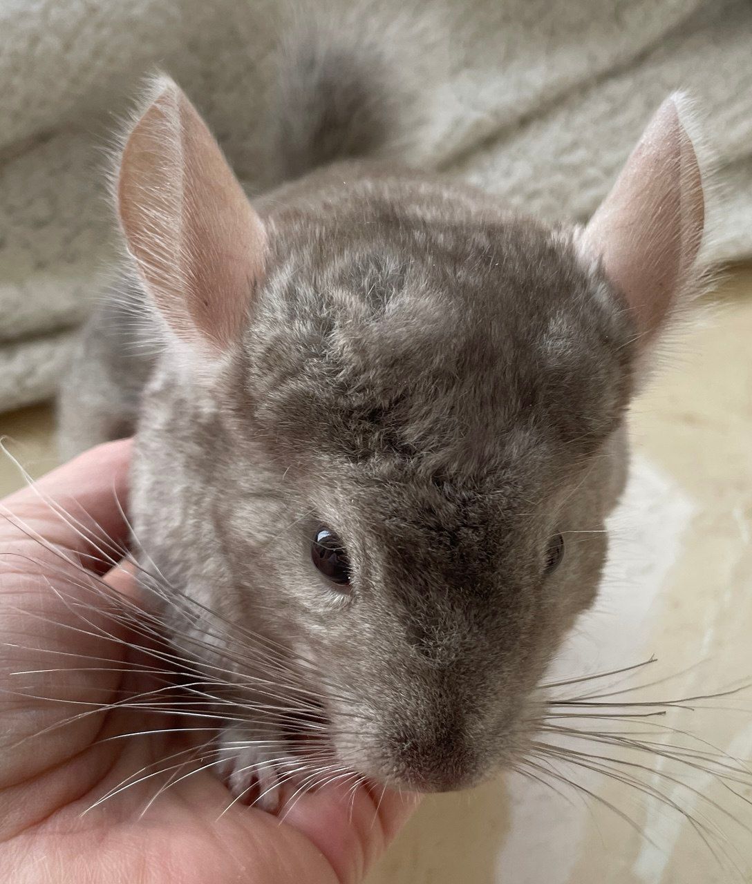 Шиншилка маленька