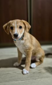 Цуценята метиси Джека Рассела