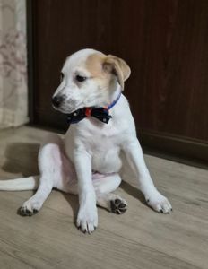 Цуценята метиси Джека Рассела