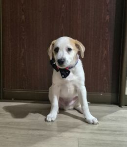 Цуценята метиси Джека Рассела