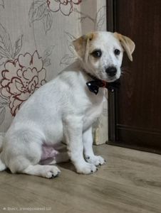 Цуценята метиси Джека Рассела