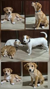 Цуценята метиси Джека Рассела