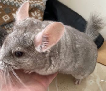 Шиншилка маленька