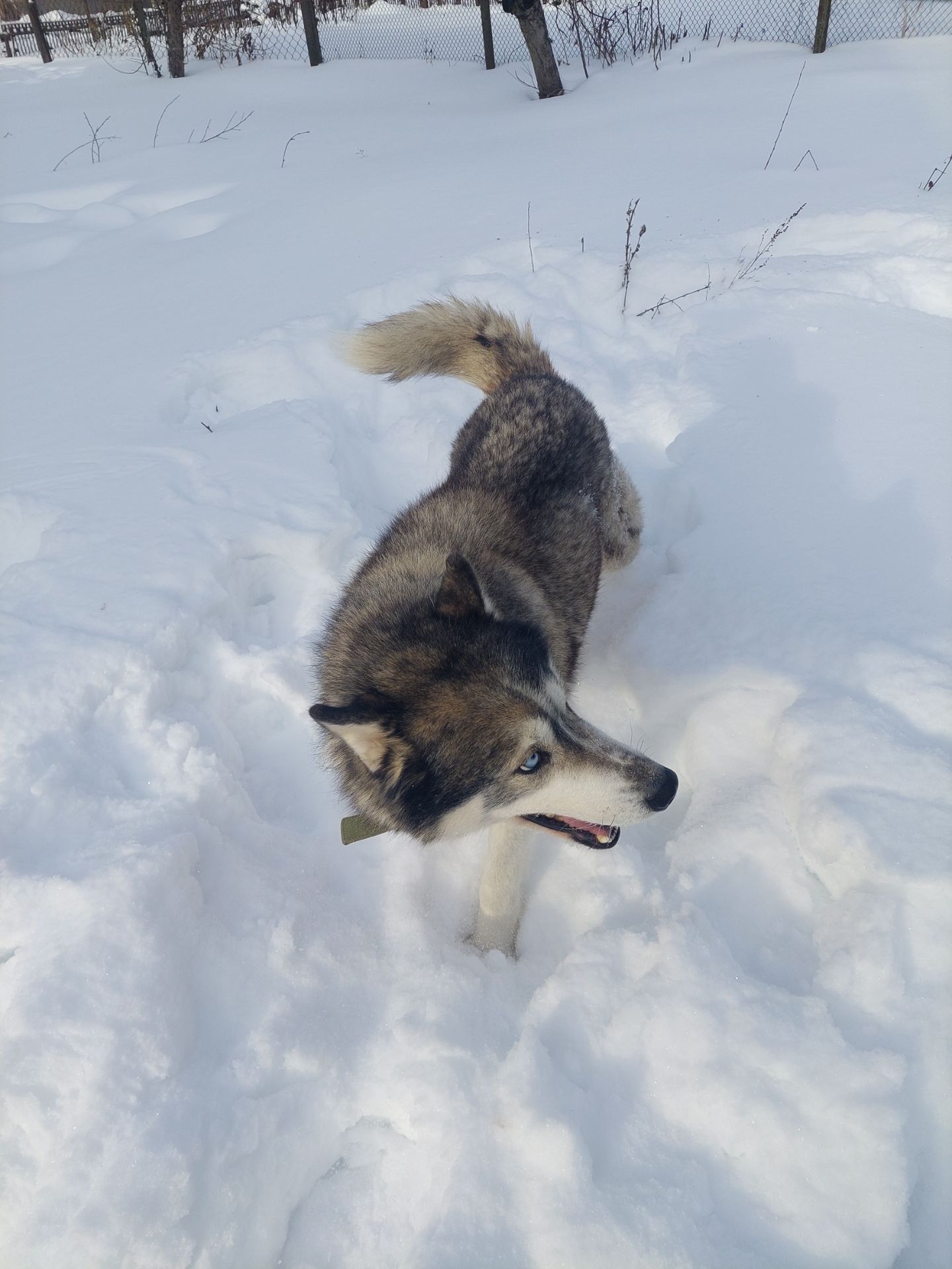 Доросла самка хаскі добра весела собака з необхідним для неї