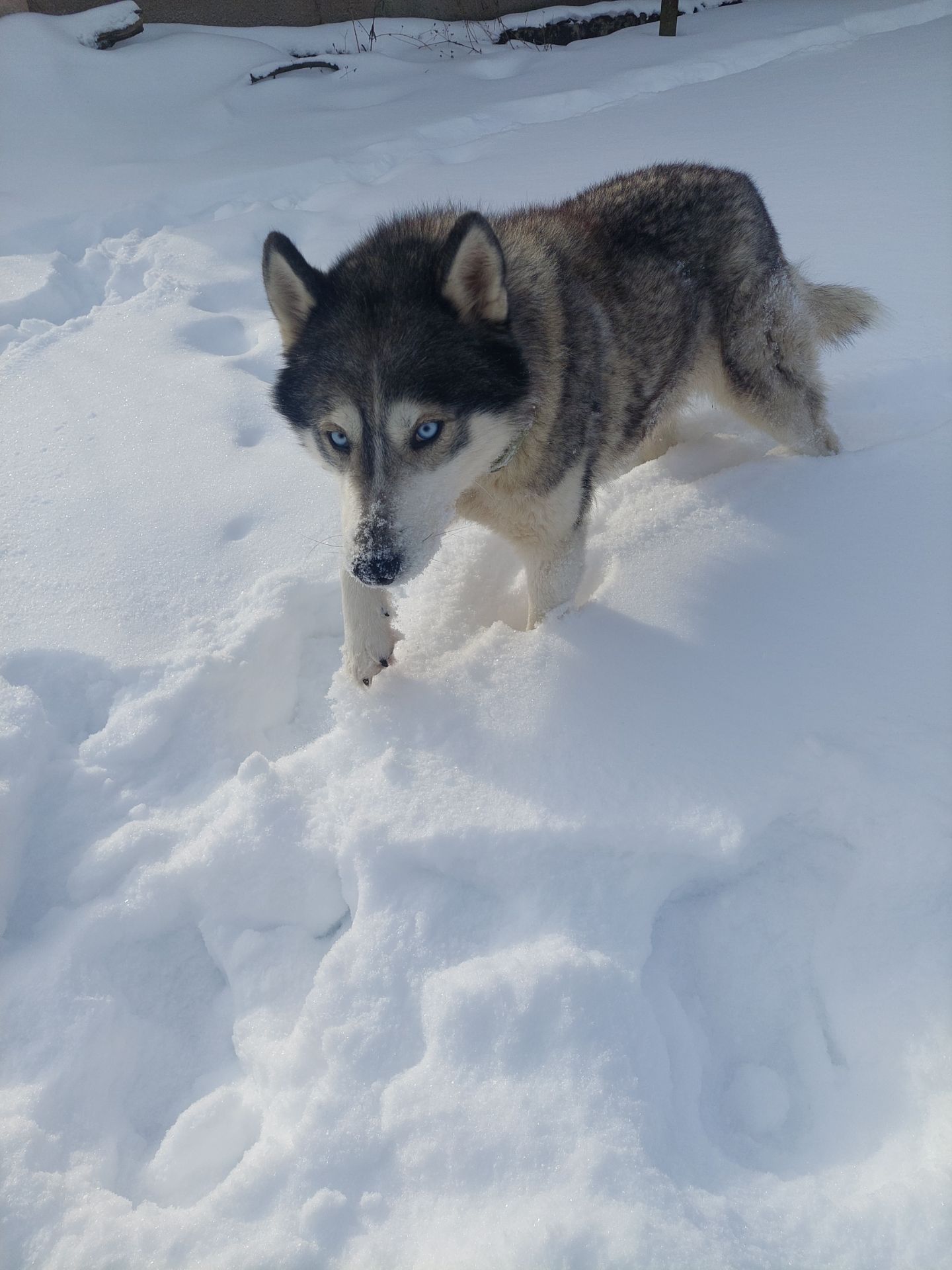 Доросла самка хаскі добра весела собака з необхідним для неї