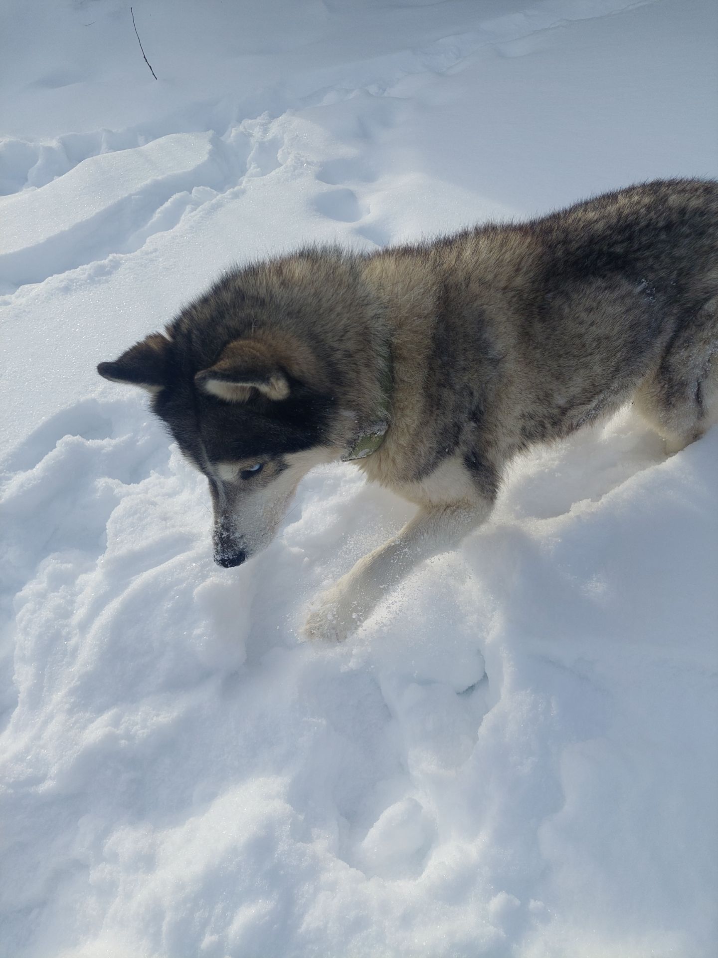 Доросла самка хаскі добра весела собака з необхідним для неї