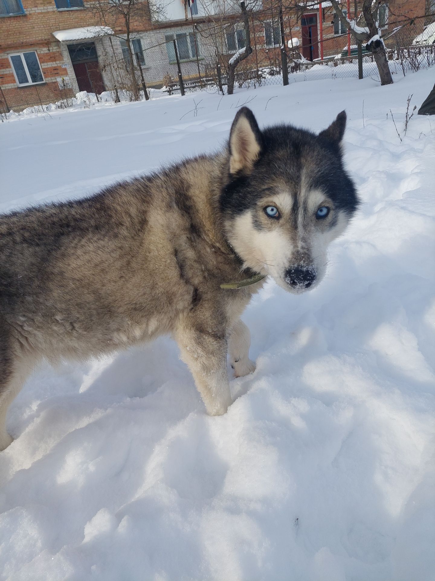 Доросла самка хаскі добра весела собака з необхідним для неї