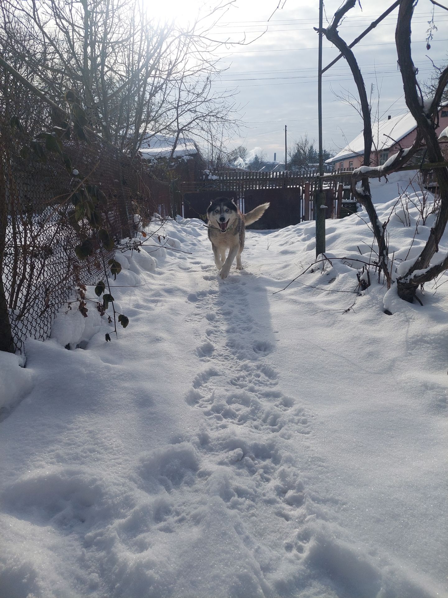 Доросла самка хаскі добра весела собака з необхідним для неї