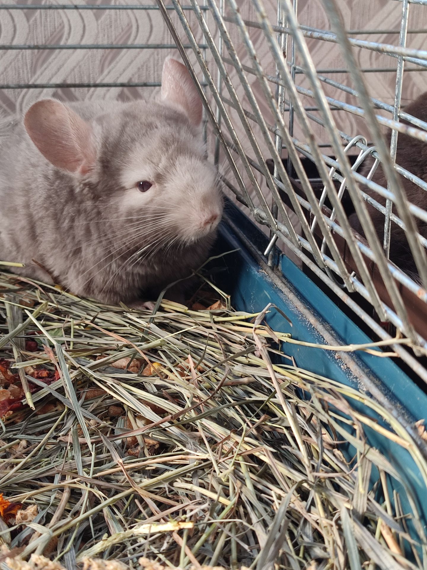 Світло- сіра шиншила