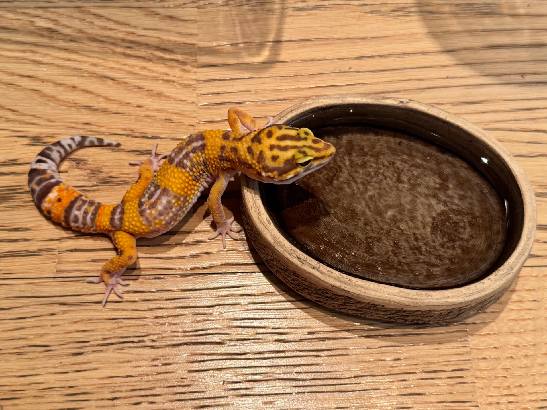 Еублефар, леопардовий (плямистий) гекон