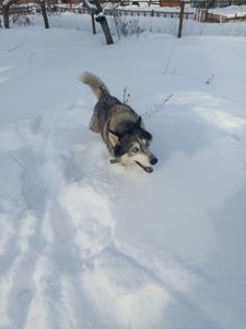 Доросла самка хаскі добра весела собака з необхідним для неї