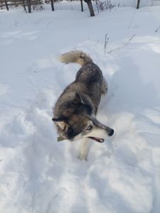 Доросла самка хаскі добра весела собака з необхідним для неї