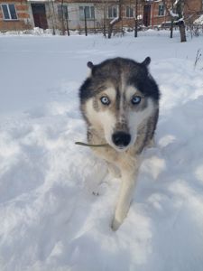 Доросла самка хаскі добра весела собака з необхідним для неї