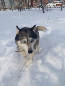 Доросла самка хаскі добра весела собака з необхідним для неї