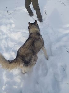 Доросла самка хаскі добра весела собака з необхідним для неї