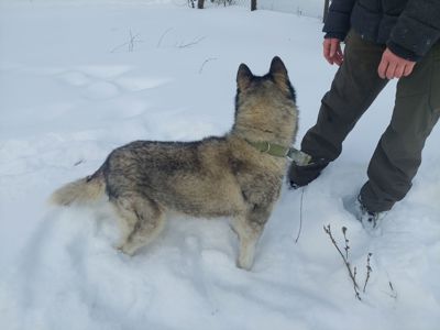 Доросла самка хаскі добра весела собака з необхідним для неї