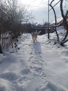 Доросла самка хаскі добра весела собака з необхідним для неї
