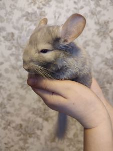 Світло- сіра шиншила