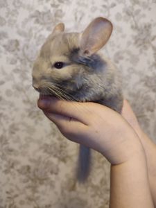 Світло- сіра шиншила