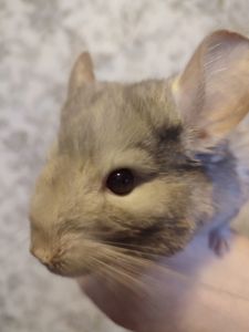 Світло- сіра шиншила