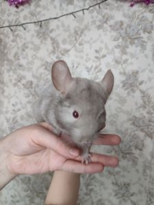 Світло- сіра шиншила