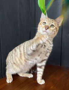 Котик породи Тойгер-Ніс