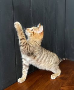 Котик породи Тойгер-Ніс