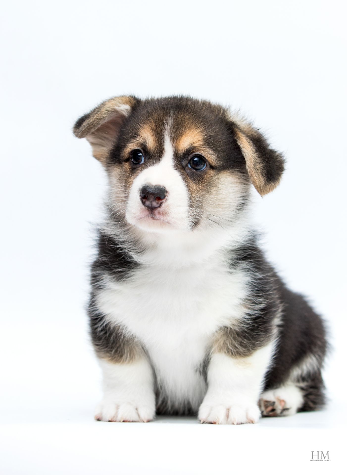 Маленькі коржики шукають люблячу родину