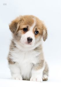 Маленькі коржики шукають люблячу родину