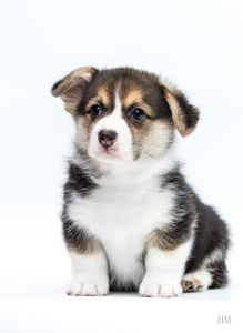 Маленькі коржики шукають люблячу родину