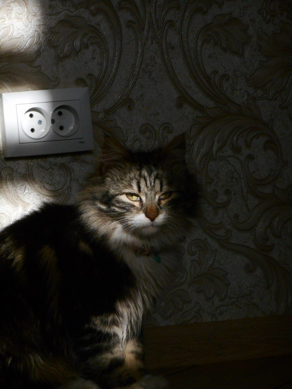 Тигрик(котик в добрі руки)