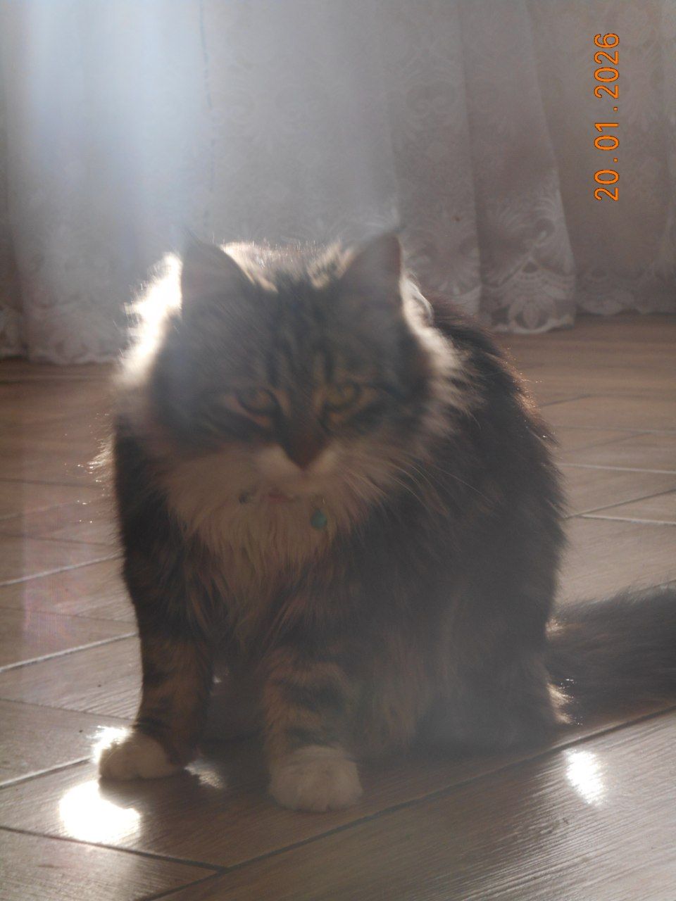 Тигрик(котик в добрі руки)