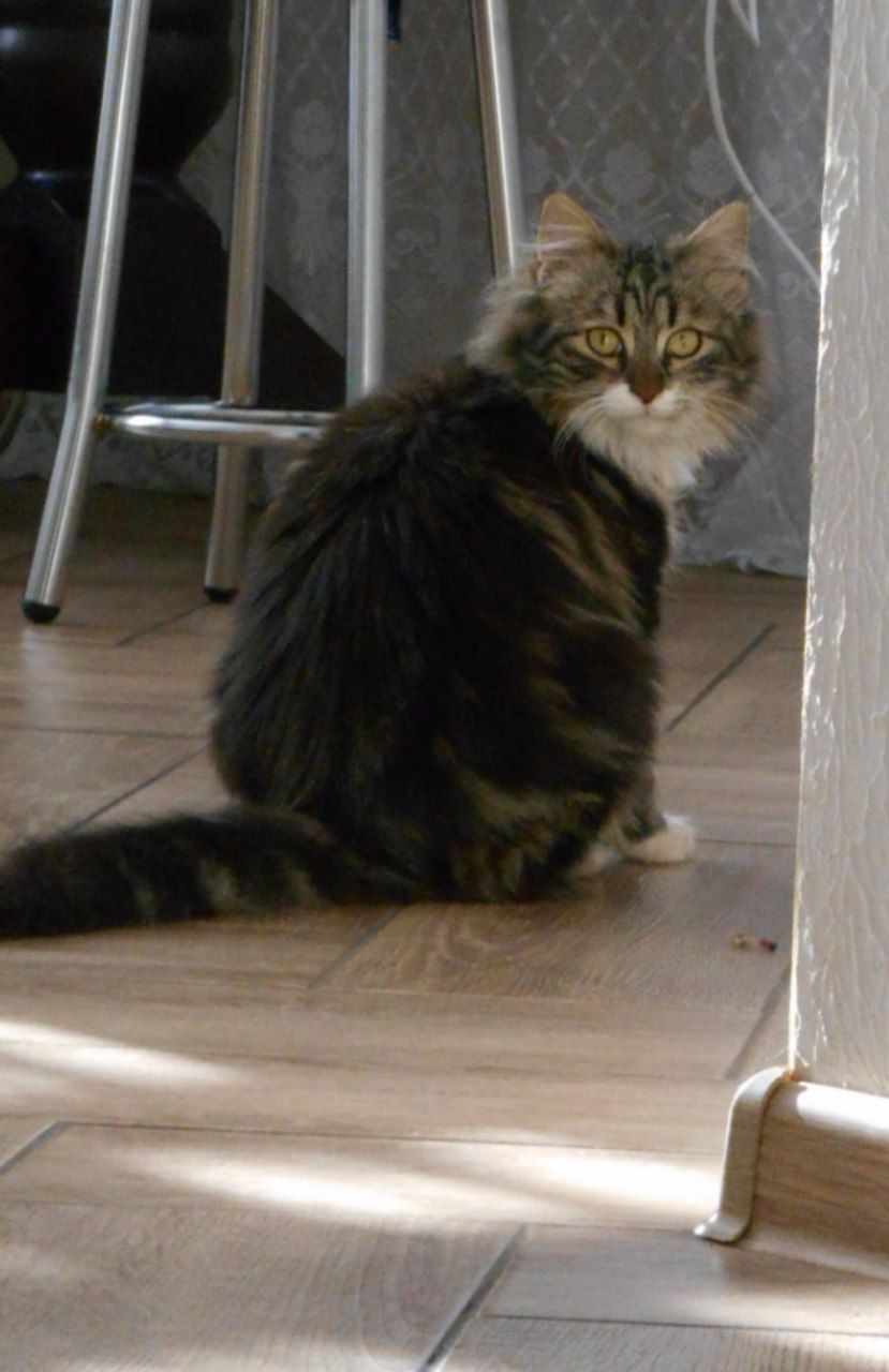 Тигрик(котик в добрі руки)