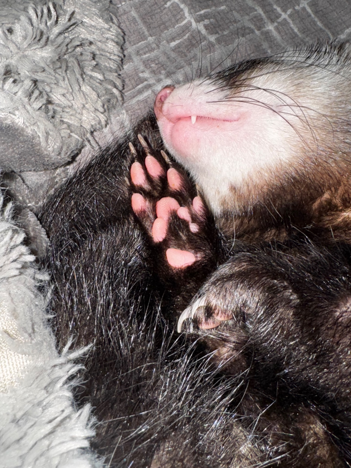 Самець тхорик на вʼязку 🐾