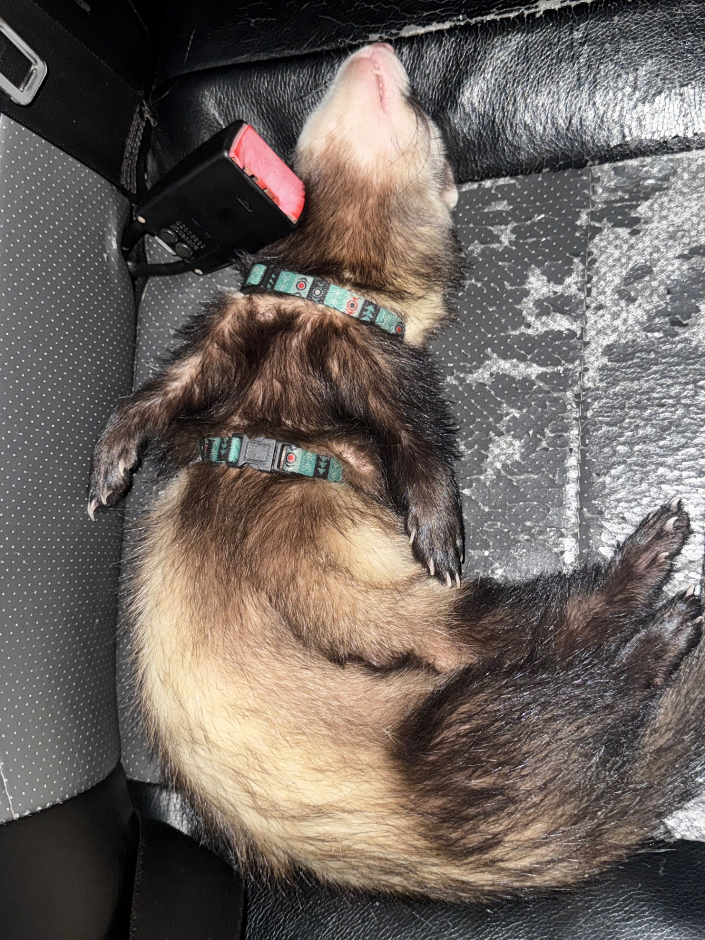 Самець тхорик на вʼязку 🐾