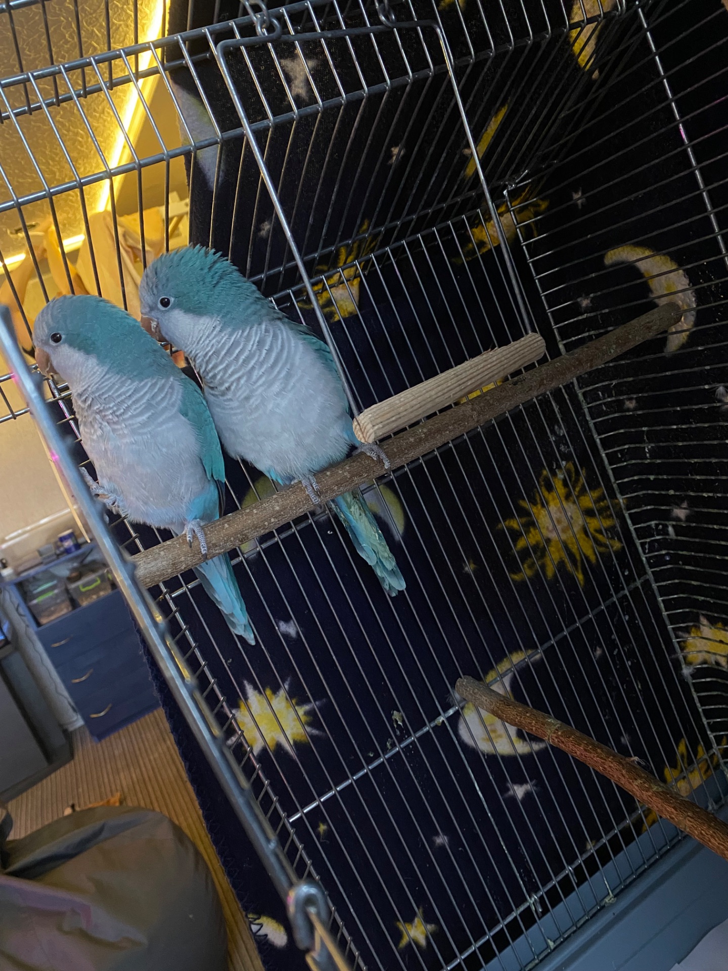 Продам пару монахів