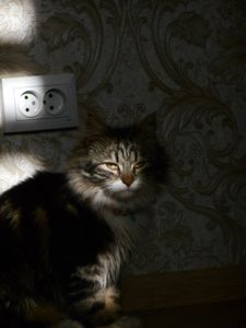 Тигрик(котик в добрі руки)