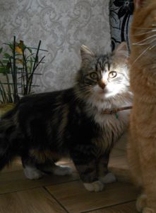 Тигрик(котик в добрі руки)