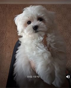 Цуценята мальтезе міні з документами