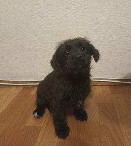 Дарк шукає люблячу сім'ю