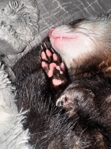 Самець тхорик на вʼязку 🐾