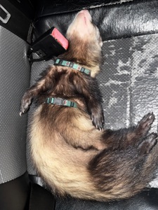 Самець тхорик на вʼязку 🐾