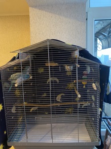 Продам пару монахів