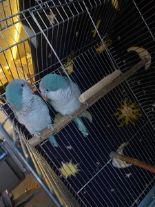 Продам пару монахів