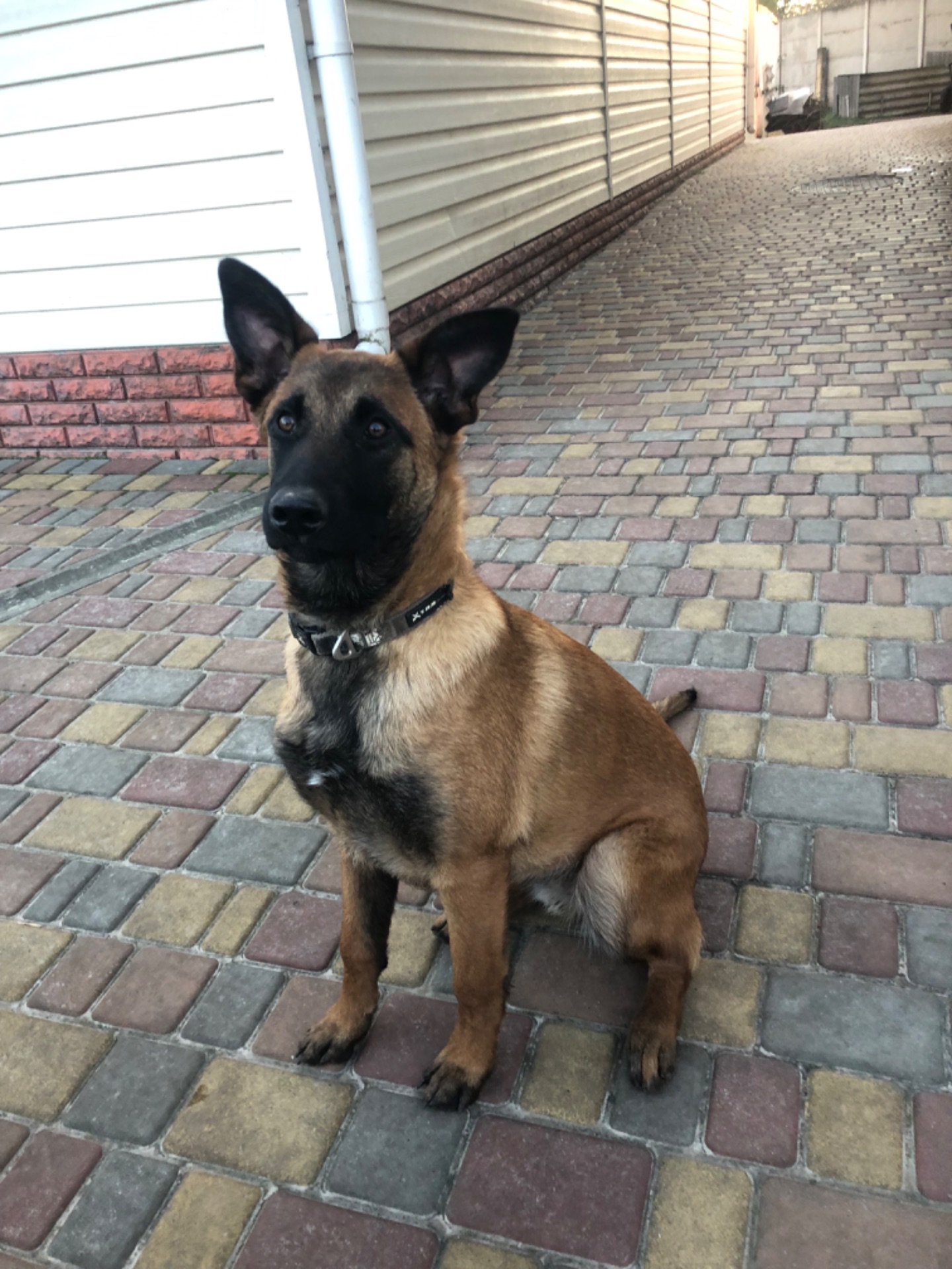 Цуценята Малінуа