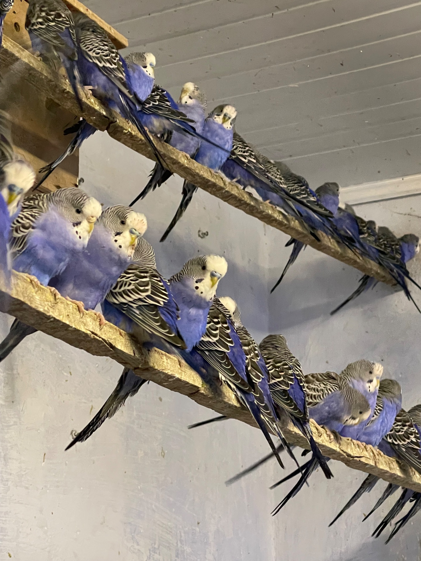 Волнистые попугаи